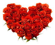 rose png love flower 642