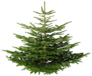 fir tree png transparent 2473