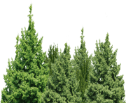 forest green tree png clip art image