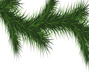 fir tree png transparent 3723