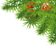 fir tree png transparent 3693