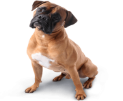 49 dog png image