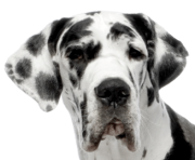 65 dog png image