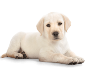 56 dog png image