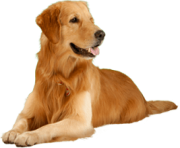 40 dog png image