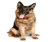 83 dog png image