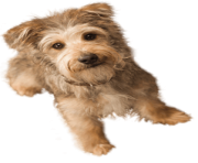 42 small puppy png image picture download dogs