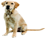 52 dog png image picture download dogs