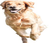 dog running png 4