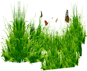 grass png natural