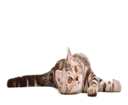 cat png 12