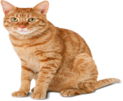 cat png