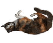 34 cat png image