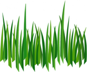 grass png 18