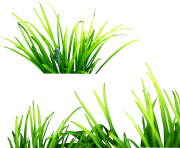 grass png 44 green