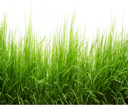 grass png 3 green