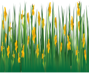 grass png 6