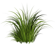 grass png 9