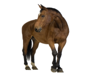 Animal Horse Png Transparent 4