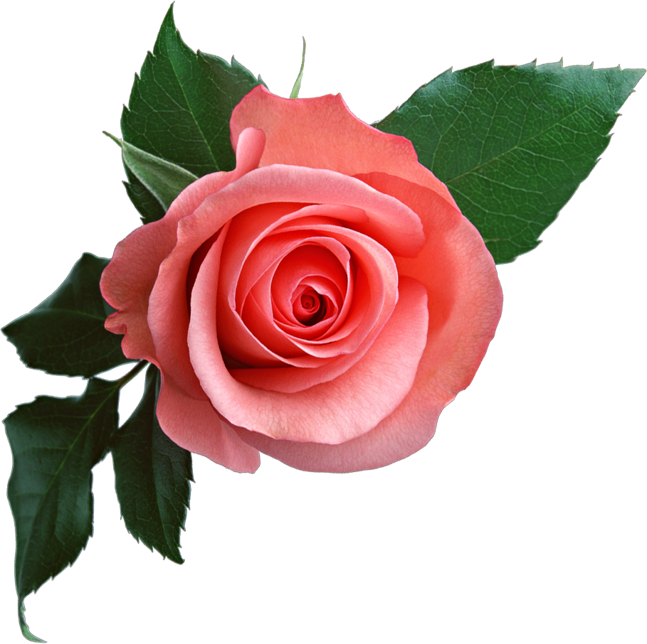 clipart pink rose flower - photo #33