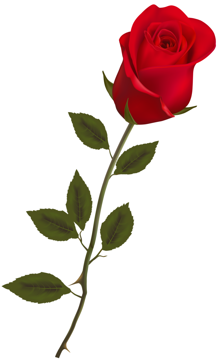 Beautiful Stem Red Rose PNG Clipart