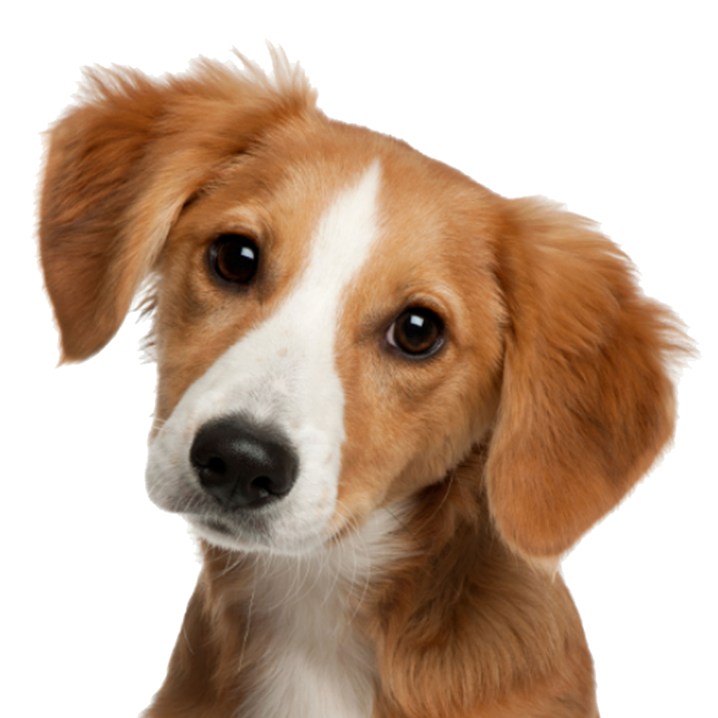 Cute Dog Face PNG Image