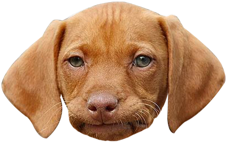 Dog Face Png Funny Face