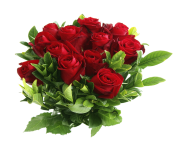 rose png flower 648