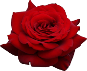 rose png flower 658