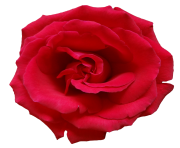 rose png flower beautiful free