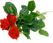 rose png flower 657