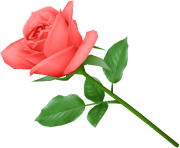 rose png flower pink love