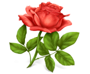 rose png flower 659