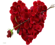 rose png love valentines day