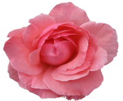 rose png flower free image