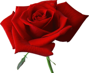 rose png flower free image clipart