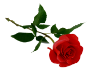rose png flower 649