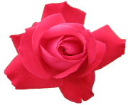 rose png flower pink