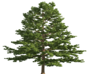 Pine Realistic Tree PNG Clip Art
