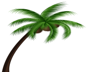Coconut Palm Tree PNG Clip Art