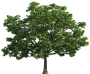 Tree Transparent PNG Clip Art