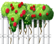White Fence with Roses PNG Clipart