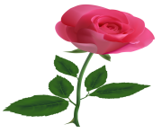 Pink Rose ClipArtPNG Image