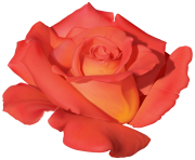 Orange Rose PNG Clipart