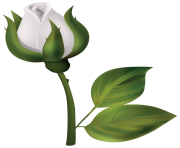 White Rose Bud PNG Clipart