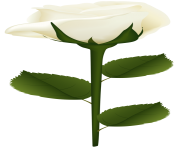 White Rose PNG Clip Art