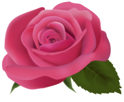 Pink Rose PNG ClipArtImage