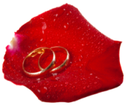 Wedding Rings in Rose Petal PNG Clip Art