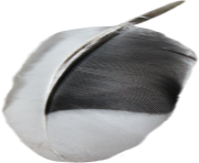 black and white feather png transparent