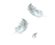 Five Feathers Falling No Background Png